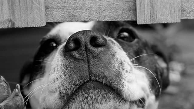 Brokers Suggest Investing in Chewy (CHWY): Read This Before Placing a Bet