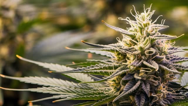 Aurora Cannabis Q1 Earnings Call Highlights