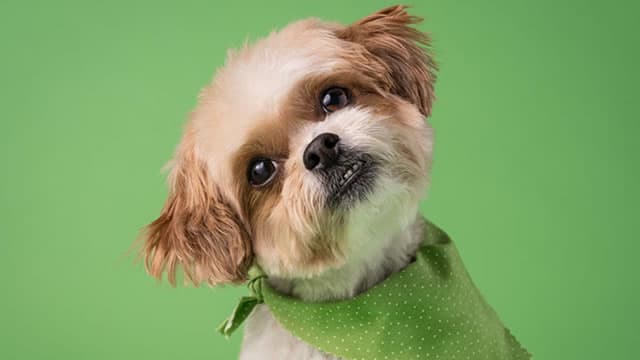2 Reasons Investors Should Buy Chewy Stock