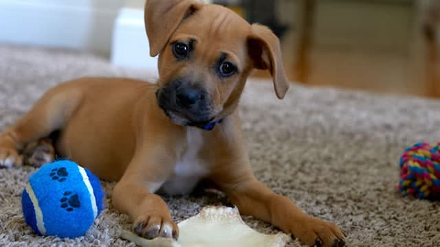 Chewy (CHWY) Stock Falls Amid Market Uptick: What Investors Need to Know