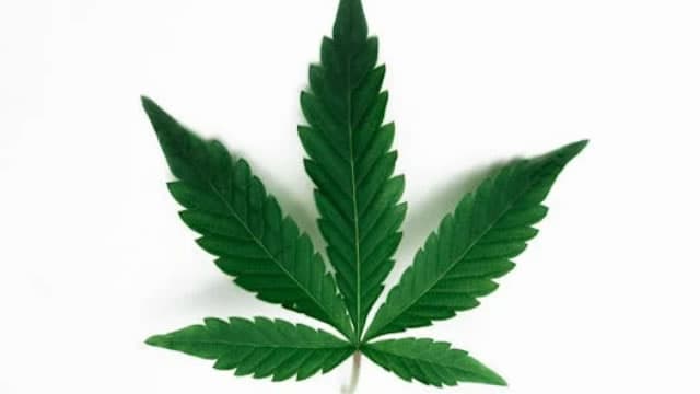Canopy Growth Is Rallying Again. But Is It a Dead Cat Bounce?