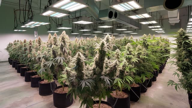 Canopy Growth Corporation (CGC) Registers a Bigger Fall Than the Market: Important Facts to Note