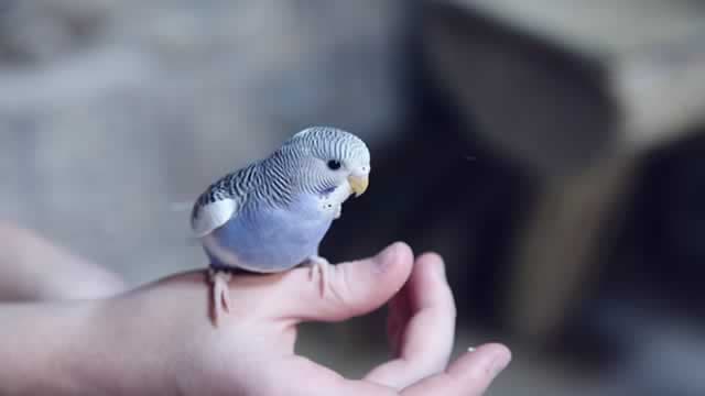 Is Central Garden & Pet (CENT) Stock Outpacing Its Consumer Discretionary Peers This Year?