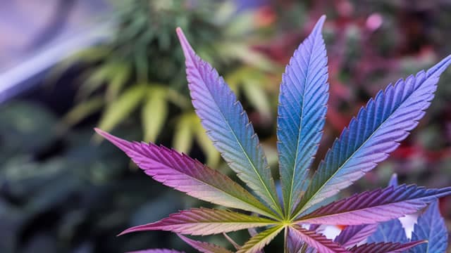Why Rescheduling Might Not Move Canopy Growth's Stock as Much as You Think
