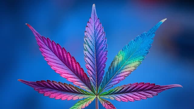Curaleaf Plans Hostile Bid for Rival Aurora Cannabis