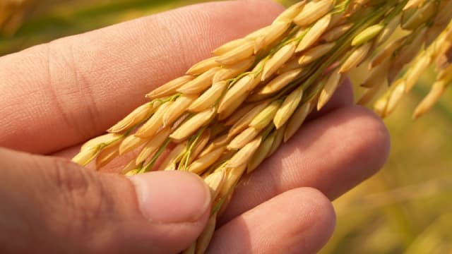 Westrock Coffee Company (WEST) Reports Q4 Loss, Tops Revenue Estimates