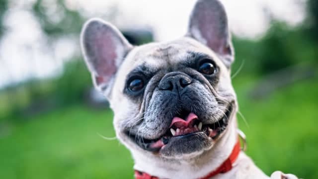 Why Chewy Stock Rallied Today