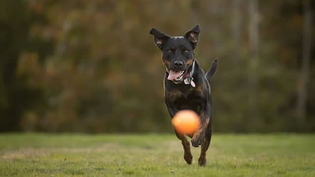 Chewy Chief Accounting Officer Disposes 11,134 Shares for $254,000 in Tax-Related Transaction
