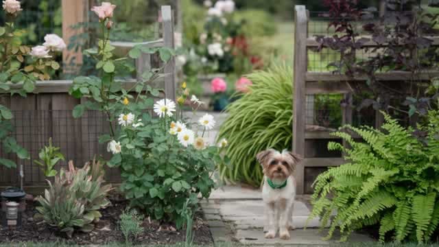 Central Garden & Pet Eyes Record Profits, European Expansion With TRIXIE Deal