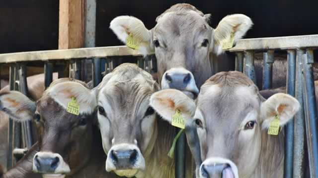 Are Investors Undervaluing Phibro Animal Health (PAHC) Right Now?