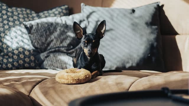 Chewy Is Using AI To Become Much More Profitable (Rating Upgrade)