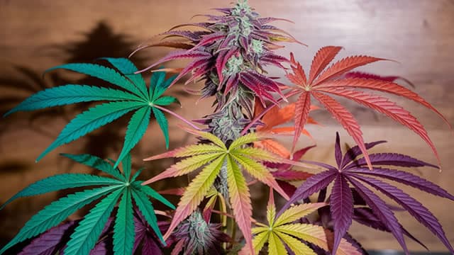 Tilray Brands Posted Record Numbers for Fiscal 2026. Here's Why That's Not Enough to Make the Stock a Buy