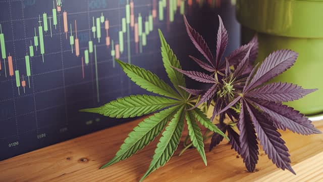 Cannabis Stock VRNO Rises 10% in a Month: Time to Buy, Hold or Sell?