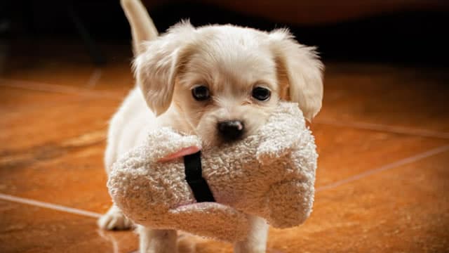 Brokers Suggest Investing in Chewy (CHWY): Read This Before Placing a Bet