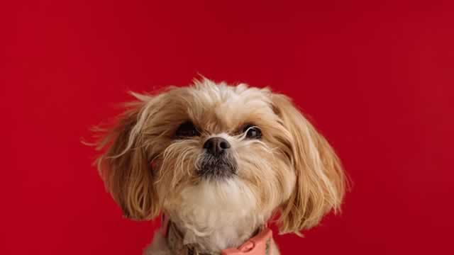 Central Garden & Pet Company (CENT) Hit a 52 Week High, Can the Run Continue?